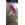 CRISTAL FRIGORIFICO AEG, ZANUSSI, ELECTROLUX, ESTANTE INTERMEDIO, 458.5X282MM, 2649011042 - Imagen 1