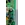 MODULO ELECTRONICO FRIGOEIFICO AEG, ELECTROLUX, 2425237332 - Imagen 1